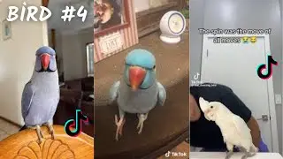 Funny Bird TikTok & İnstagram Compilation  2023  4K PART4