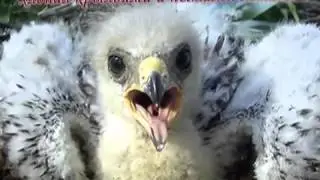 На кого вы похожи,на курицу или орла ?