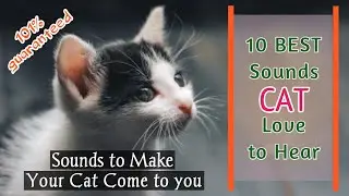 Sounds to Make Your Cat Come to You | Sounds Cat Love to Hear (guaranteed)