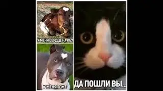 споймне за лайф чтоб накатила слеза