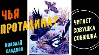 Николай Сладков   Чья проталина?
