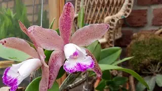 Каттлея- Цветение дебют.
Cattleya  (Pittiae × aclandiae) × Sophia Martin.
