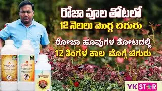 #Rose రోజా పూల తోటలో 12 నెల లు దిగుబడి పంటే!! ರೋಜಾ ಹೂವುಗಳ ತೋಟದಲ್ಲಿ12 ತಿಂಗಳ ಕಾಲ ಮೊಗ್ಗೆ ಚಿಗುರು#farming