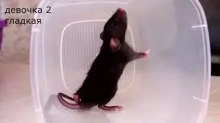 девочки