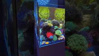 saltwater aquarium #marineaquarium #reeftank #reeftanksofinstagram #reeftank #fishtank