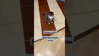 Разговор с котом. Прошу кота подойти ко мне