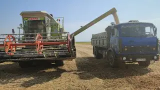 Почали молотити ранні сорти сої 2024