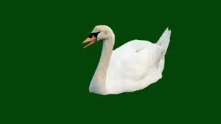 Swan Green screen video