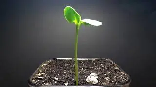 How to plant sunflower seeds