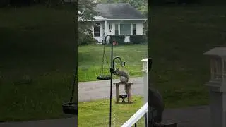 Squirrels are smarter than I give them credit 🤣 #squirrel #smartanimals