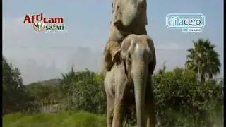 Fila Cero presenta: Africam Safari 
