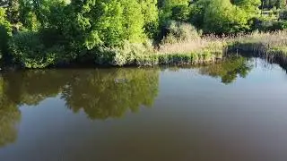 wygrzewające się karpie i amury