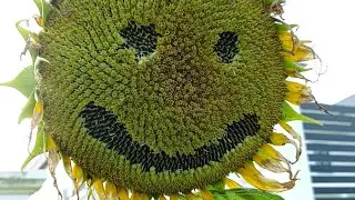 Weird scary sunflower 🌻#sunflower #brunei