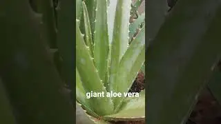 Giant Aloevera