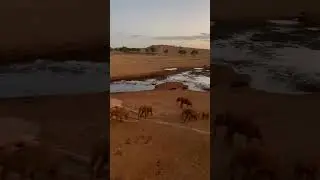 Salt Lick Safari Lodge - Elephants In Sunset