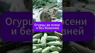 Здоровые огурцы до самой осени!  #дача #огород #сад #огурцы