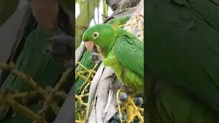 Periquitão / Psittacara leucophthalmus🙂 #birds #faunabrasileira #passaros