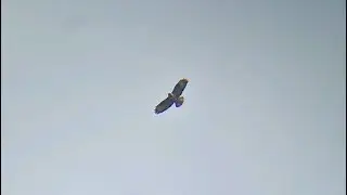 Irish Wildlife