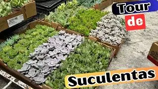 Tour Por Suculentas Que Produzco || Huerto Citadino
