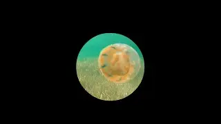 Video Background in Circle | HTML and CSS