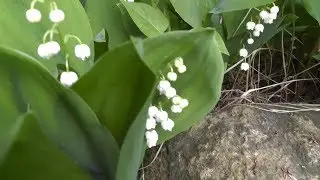 Ландыш майский (от ростков до цветения и плодоношения). Лесные зарисовки