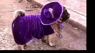 Pimp Pug