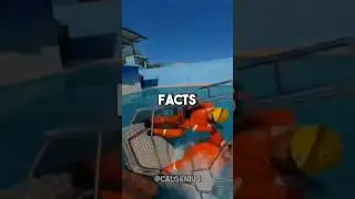 Random Facts 🤯 