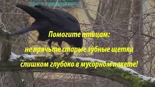Ворон и добыча