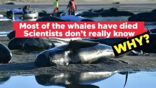 Why Do Whales Get Stranded on a Beach and Die?