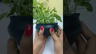Pot Decoration for indoor plants #shorts