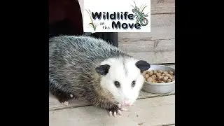 Cool Critter Slicks Back His Hair While Asking, Will You SPARE to CARE?