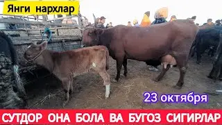 СУТДОР ОНА БОЛА ВА БУГОЗ СИГИР НАРХЛАРИ ХОРАЗМ БОГОТ МОЛ БОЗОРИ 23 ОКТЯБРЯ 2024.Г
