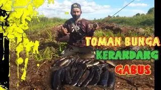Ganas nya predator penghuni rawa / casting ikan kerandang || dan haruan babon