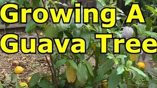 Growing A Guava Tree in Cold Climates