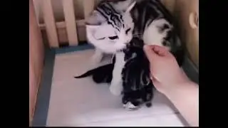 🙀🙀