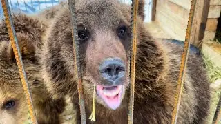 Мишки мимимишки спать не хотят