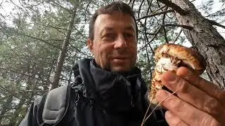 Есть ли в Турции мацутакэ?