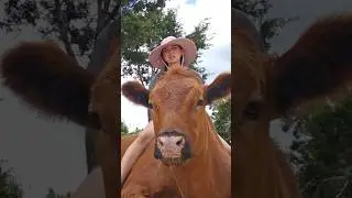 Fast cow Q&A while sitting on top of a cow 🐮 