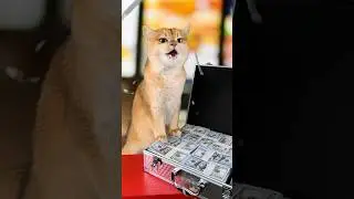 Cat Nika made her own business🤑 #cat #cats