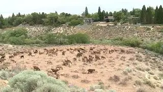 Re-Know Minute: Wildland Urban Interface