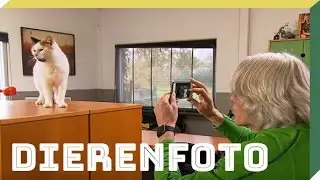 Doe het zelf - Een dierenfoto maken