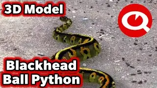 ARloopa - Blackhead Ball Python - 3D Model
