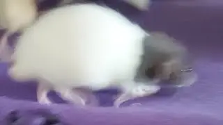 Playing with my rat's live