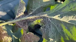 Pest central | dealing with or ignoring pests and diseases