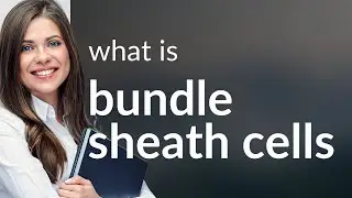 Unlocking the Mystery of Bundle Sheath Cells