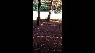 белка в парке на юге России