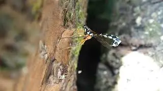 Sabre wasp (Rhyssa persuasoria) laying eggs in a tree stump