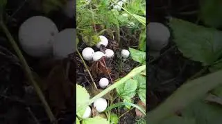 Ура грибы пошли #shorts #mushroom #