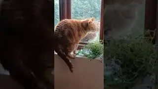Bert sees his arch nemesis in virtual mirror! (Filmed by my Mrs)