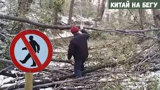 #33 Деревья опасны / Шаги Зеленого Дракона
